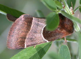 Chocolate Flower Moth